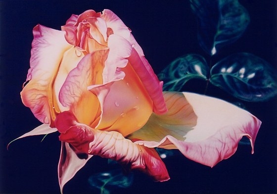 Airbrush Photorealistic Rose