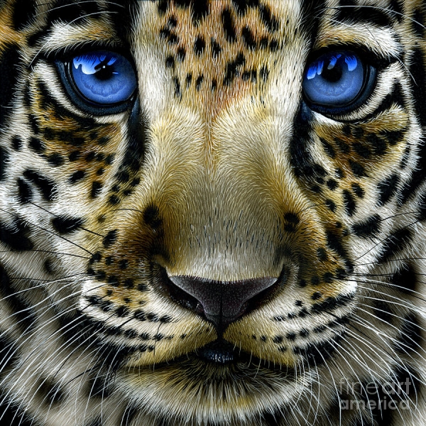 Jaguar Cub by Jurek Zamoyski - Jaguar Cub Painting