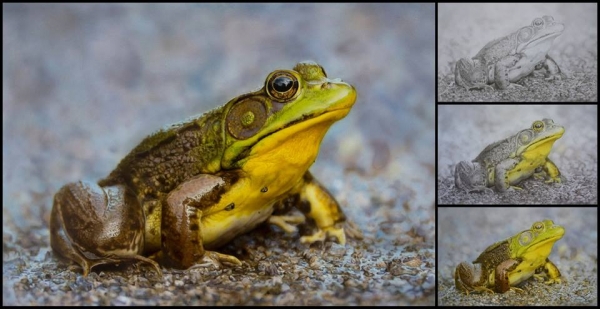 Stunning Frog, airbrush step - Photorealism