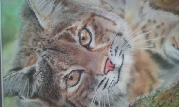 Bobcat 8 x 10,golden high flow,sprayed thru an Iwata HP-CS