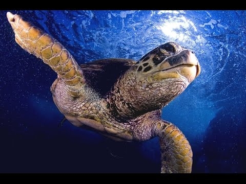 #Airbrush Speed Painting / Draw an airbrush Turtle - YouTube - Airbrush Videos
