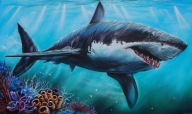 Wildlife Shark Gliding - Airbrush Artwoks