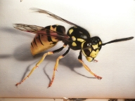 Wasp - Airbrush on Canvas - Fotorealismo