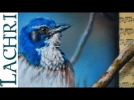 ▶ Speed painting - Jay Bird airbrush and acrylic - photorealistic Time Lapse tutorial by Lachri - Airbrush Videos