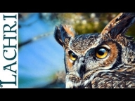 Speed Painting Great Horned Owl  - ART