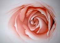 flower - copy from x-ray photo - Airbrush Art