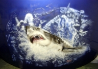 shark on hood - Airbrush Artwoks