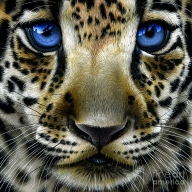 Jaguar Cub by Jurek Zamoyski - Jaguar Cub Painting - Favorite Art