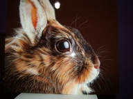 Airbrush photorealistic rabbit on panel - https://neoshka.socialdoe.com/ - Photorealism