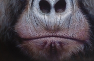 Gorilla - Airbrush Artwoks