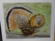 Ruff Grouse airbrushed on carson board - Basepaint