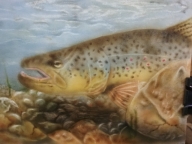 Brown Trout 5x7 - Basepaint