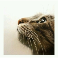 Realistic Airbrush Animal Paintings - Fotorealismo