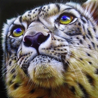 Snow Leopard Painting by Jurek Zamoyski - Snow Leopard Fine Art Prints and Posters for Sale - Top Airbrush Artwork on the Web