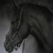 Horse, monochrome airbrush art