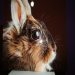 Airbrush photorealistic rabbit on panel - https://neoshka.socialdoe.com/