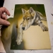 Brenda D. Johnson Studio: Wolf Pup WIP in steps.