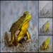 Stunning Frog, airbrush step