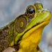 Airbrush Tutorial - Frog Detail