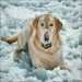 Airbrush portrait of Buckie playing with tennis ball in the snow. Acrylic on gessoed board.