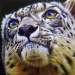 Snow Leopard Painting by Jurek Zamoyski - Snow Leopard Fine Art Prints and Posters for Sale