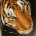 Potorealistic tiger on clock